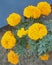 Marigolds shades of yellow and orange, Floral background Tagetes erecta, Mexican marigold, Aztec marigold, African marigold.