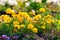 Marigolds, Tagetes erecta, blooming magnificently on a flowerbed in a park