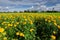 Marigolds or Tagetes erecta flower