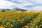 Marigolds or Tagetes erecta flower