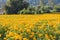 Marigolds or Tagetes erecta flower