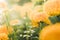 Marigolds or Tagetes erecta flower vintage