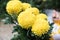 Marigolds (Tagetes erecta, Mexican marigold, Aztec marigold,