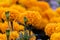 Marigolds (Tagetes erecta, Mexican marigold, Aztec marigold, Afr