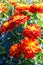 Marigolds-Tagetes, garden flowers, the Asteraceae or Compositae family. Marigolds are popular as undemanding ornamental herb in