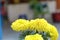 These marigolds are tall, erect-growing plants up to three feet in height. The flowers are globe-shaped and large. Flowers may me