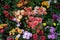 Marigolds in various colors, in selective focus in center. Most flowers intentionally blurred. Useful for backgrounds