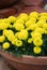 Marigolds Yellow Color Tagetes erecta, Mexican marigold