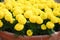 Marigolds Yellow Color Tagetes erecta, Mexican marigold