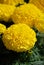 Marigolds Yellow Color Tagetes erecta, Mexican marigold