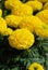 Marigolds Yellow Color Tagetes erecta, Mexican marigold