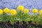 Marigolds yellow flowers. Yellow marigolds