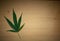 Marijuana leaf on wooden surface with vignette and background for text