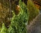 Marijuana plants hang to dry in a barn. Organic Cannabis Sativa