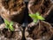 Marijuana Seedlings Leafs Up Close Macro