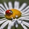 marin beetle sits in the yellow pollen of a daisy with white petals. Macro shot