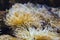 Marin Yellow anemones in sea