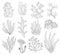 Marine algae, ocean seaweed and corals silhouettes. Underwater algae. Aquarium plants collection. Vector marine life