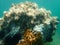 Marine algae Slender-beaded coral weed Jania rubens and Ð¡hicken liver sponge Chondrilla nucula undersea