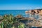 Marine aloe cactus on a background of a sea landscape. Portugal.