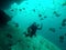 Marine Angel Fish swimming around Scuba Divers