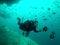 Marine Angel Fish swimming around Scuba Divers