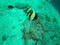 Marine Angel Fish swimming in the depth at Dish Head Dive Site, Maldives