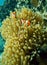 Marine animal Clownfish and sea anemones