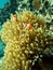 Marine animal Clownfish and sea anemones