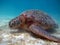 Marine animal Green Turtle Eating grass