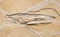 Marine animal prehistoric shrimps fossil