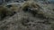 Marine annelid worms on the stone seabed.