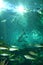 Marine Aquarium Scene Fish Blue Abstract Underwater