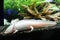 Marine background of axolotl lying on the small rocks