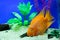 Marine background with bright orange reef fish, algae and corals