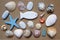 Marine background, seashells