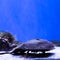 Marine background of xiphosura or horseshoe crab with copy space for text