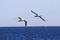 Marine bird alcatraz fliying over open waters