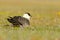 Marine bird Arctic Skua, Stercorarius parasiticus, sitting in the grass. Bird in the nature habitat.