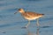 Marine bird moving quick along shoreline