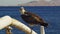 Marine Bird of Prey Osprey Sits on the Mast of the Ship`s Bow Against Background of Red Sea