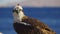 Marine Bird of Prey Osprey Sits on the Mast of the Ship`s Bow Against Background of Red Sea