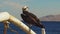 Marine Bird of Prey Osprey Sits on the Mast of the Ship`s Bow Against Background of Red Sea