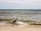 Marine birds on the Alabama Gulf Coast
