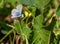 Marine Blue Butterfly on Wildflower on Bear Creek Trail, Telluride, Colorado #2