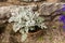 Marine cineraria with exotic openwork leaves, silver color, close-up. A plant with openwork silver leaves for decoration of flower