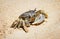 Marine crab on background of sand