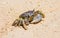 Marine crab on background of sand