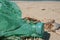 Marine crab on discharged plastic bottle on polluted sandy sea coast habitat