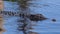 Marine crocodile Crocodylus porosus in a billabong